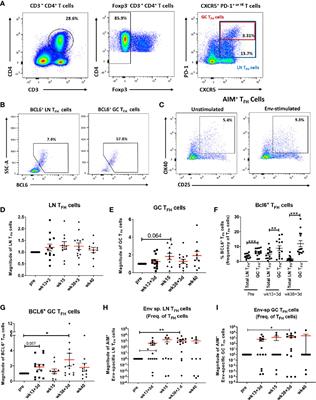 TFH Cells Induced by Vaccination and Following SIV Challenge Support Env-Specific Humoral Immunity in the Rectal-Genital Tract and Circulation of Female Rhesus Macaques